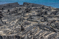 Marine Iguanas near Espionza of Fernandina Fernandina Island, Galapagos, Ecuador, South America