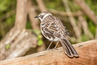 Mocking Bird of Santa Cruz Puerto Velasco Ibarra, Galapagos, Ecuador, South America