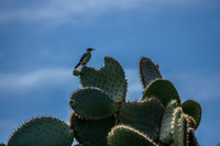 mocking bird on cactus Puerto Ayora, Galapagos, Ecuador, South America