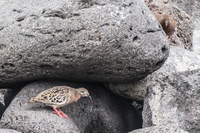 20140510100333-Galapagos_Dove_look_who_is_there