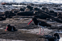 20140514151528-American_oyster_catcher