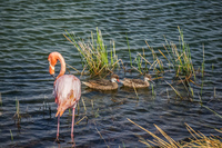 20140516151510-Great_Galapagos_Flamingo_and_bahama_sea_ducks_on_Punta_Moreno