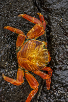 Sally Lightfoot Crab Puerto Ayora, Galapagos, Ecuador, South America