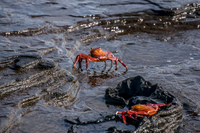 Sally lightfoot crab on James bay Isla Santiago, Galapagos, Ecuador, South America