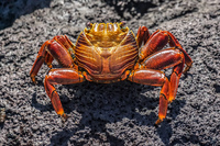 Sally lightfoot crab on Fernandina Fernandina Island, Galapagos, Ecuador, South America