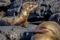 Baby sea lion and mom sombre chino Sombrero Chino, Rabida, Galapagos, Ecuador, South America
