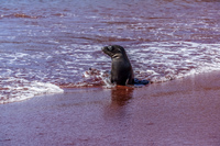 Young sea lion at Isla Rabida Sombrero Chino, Rabida, Galapagos, Ecuador, South America