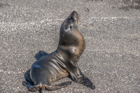 Baby Seal Fernandina Island, Galapagos, Ecuador, South America