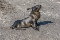 Baby seal Fernandina Island, Galapagos, Ecuador, South America