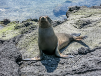 Sea lion on Fernandina Fernandina Island, Galapagos, Ecuador, South America