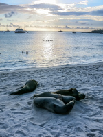 Sea lion bathing in San Cristobal Baquerizo Moreno, Galapagos, Ecuador, South America