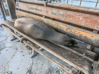 Conservemos lo nuestroi sea lion sleeping on bench in San Cristobal Baquerizo Moreno, El Progreso, El Junco, Puerto China, Galapagos, Ecuador, South America