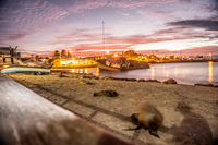20140520183143-Sea_lion_colony_in_Puerto_Baquerizo_Moreno_when_sunset