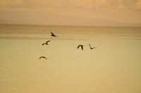 20140510130403-Sea_birds_near_North_Seymour