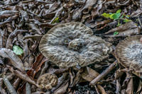 Fungus of Floreana Puerto Velasco Ibarra, Galapagos, Ecuador, South America