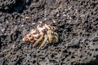 20140513093122-Hermit_Crab_in_Sombre_Chino