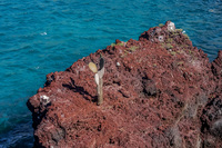 Views from Rabida Island Sombrero Chino, Rabida, Galapagos, Ecuador, South America