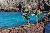 Isla Rabida Sombrero Chino, Rabida, Galapagos, Ecuador, South America