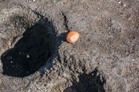 Hermit crab shell mayb Isla Santiago, Galapagos, Ecuador, South America