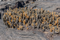 20140515093831-Lava_cactus_on_Fernandina
