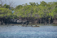 Mangrove Forest near Elizabeth Bay Isabella, Galapagos, Ecuador, South America
