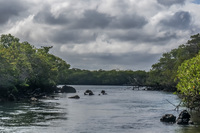 Mangrove Forest near Elizabeth Bay Isabella, Galapagos, Ecuador, South America