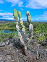 Cactus near Punta Moreno Isabella, Galapagos, Ecuador, South America