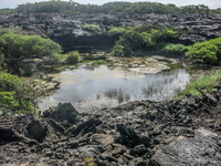 Vegetation on Punta Moreno Isabella, Galapagos, Ecuador, South America