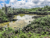 Salt mine of Las Grietas Santa Cruz Puerto Ayora, Galapagos, Ecuador, South America