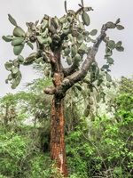 Opuntia Cactus tree forest near Tortuga bay Puerto Ayora, Galapagos, Ecuador, South America