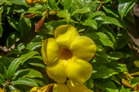 Yellow flower bad focus Baquerizo Moreno, Galapagos, Ecuador, South America