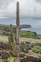 Cactus of La Loberia Baquerizo Moreno, Galapagos, Ecuador, South America