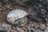 Hermit crab of La Loberia Baquerizo Moreno, Galapagos, Ecuador, South America