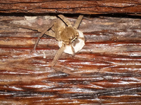 Amazon Spider Lago Agrio, Nueva Loja Cuyabeno Reserve, Ecuador, South America