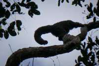 monkey or sloth Lago Agrio, Nueva Loja Cuyabeno Reserve, Ecuador, South America