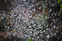 droplets on spider web Lago Agrio, Nueva Loja Cuyabeno Reserve, Ecuador, South America