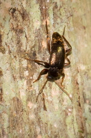 Amazon beetle Lago Agrio, Nueva Loja Cuyabeno Reserve, Ecuador, South America