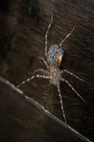 Fishing Spider Lago Agrio, Nueva Loja Cuyabeno Reserve, Ecuador, South America