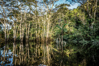 Cuyabeno River Tour Lago Agrio, Nueva Loja Cuyabeno Reserve, Ecuador, South America