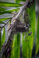 Hummingbird nest Lago Agrio, Nueva Loja Cuyabeno Reserve, Ecuador, South America