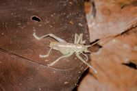 cricket with long antenna Lago Agrio, Nueva Loja Cuyabeno Reserve, Ecuador, South America