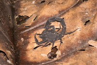 black scorpion Lago Agrio, Nueva Loja Cuyabeno Reserve, Ecuador, South America