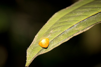 orange lady bug shell Lago Agrio, Nueva Loja Cuyabeno Reserve, Ecuador, South America