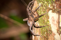 Big tummy spider Lago Agrio, Nueva Loja Cuyabeno Reserve, Ecuador, South America