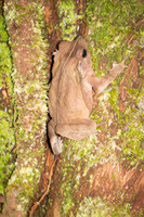 Brown tree frog Lago Agrio, Nueva Loja Cuyabeno Reserve, Ecuador, South America