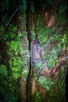 Tree frog Lago Agrio, Nueva Loja Cuyabeno Reserve, Ecuador, South America