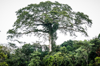 tree of life Lago Agrio, Nueva Loja Cuyabeno Reserve, Ecuador, South America