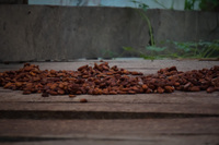 coffee beans Lago Agrio, Nueva Loja Cuyabeno Reserve, Ecuador, South America