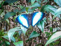 Amazon Monarch butterfly Lago Agrio, Nueva Loja Cuyabeno Reserve, Ecuador, South America