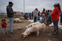 would you like a pig or an ice-cream Latacunga, Cotopaxi Province, Ecuador, South America